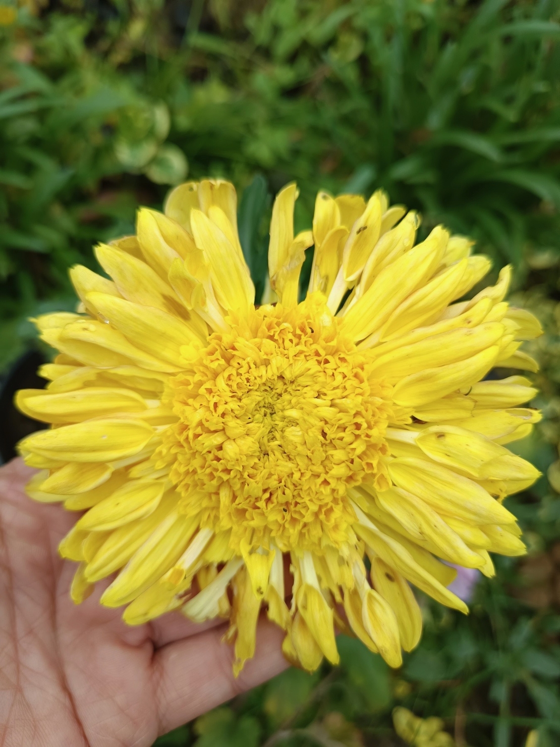 Високостеблена хризантема Rosela Yellow