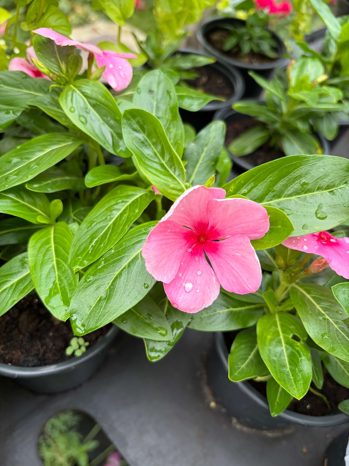 Каскадна винка (Vinca Darling Cascade Strawberry)