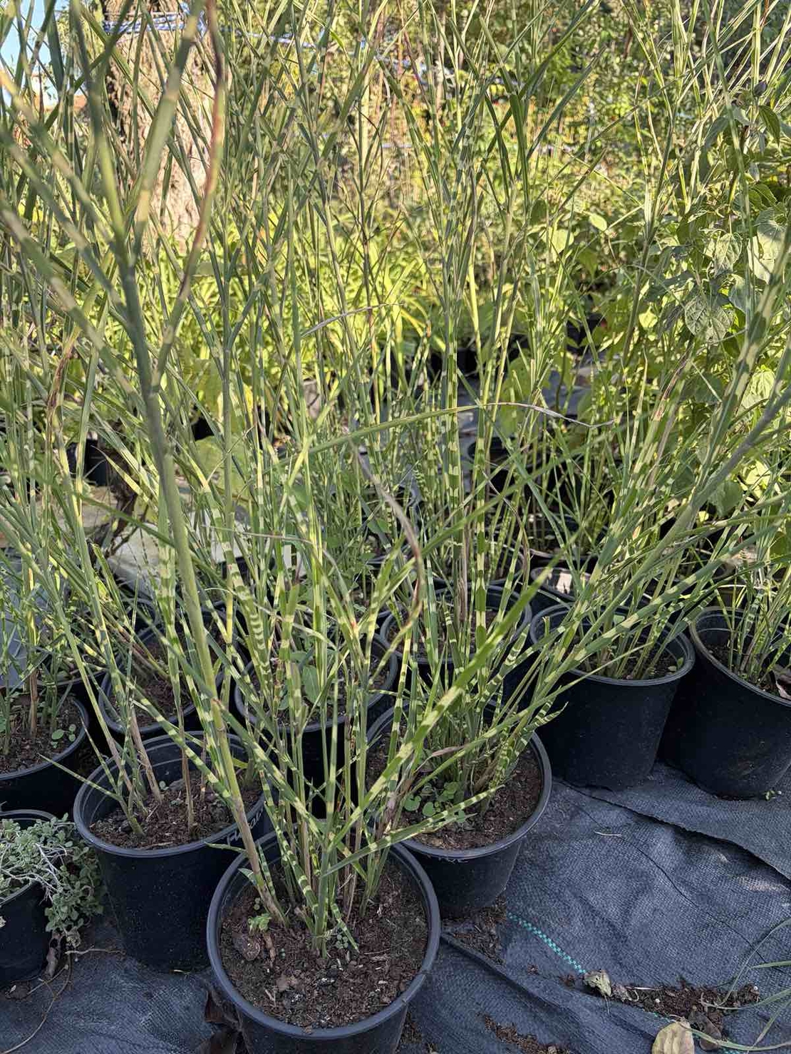 Мискантус Зебрина (Miscanthus sinensis 'Zebrinus') Китайски камъш | Царска тръстика