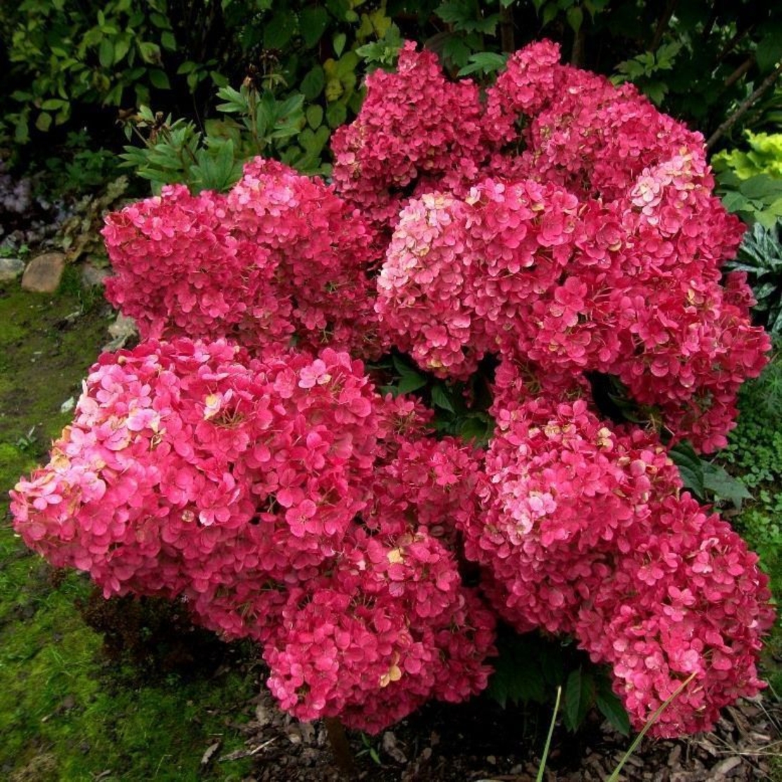 Хортензия метличеста „Warm Red“ - Hydrangea paniculata 'Warm Red'