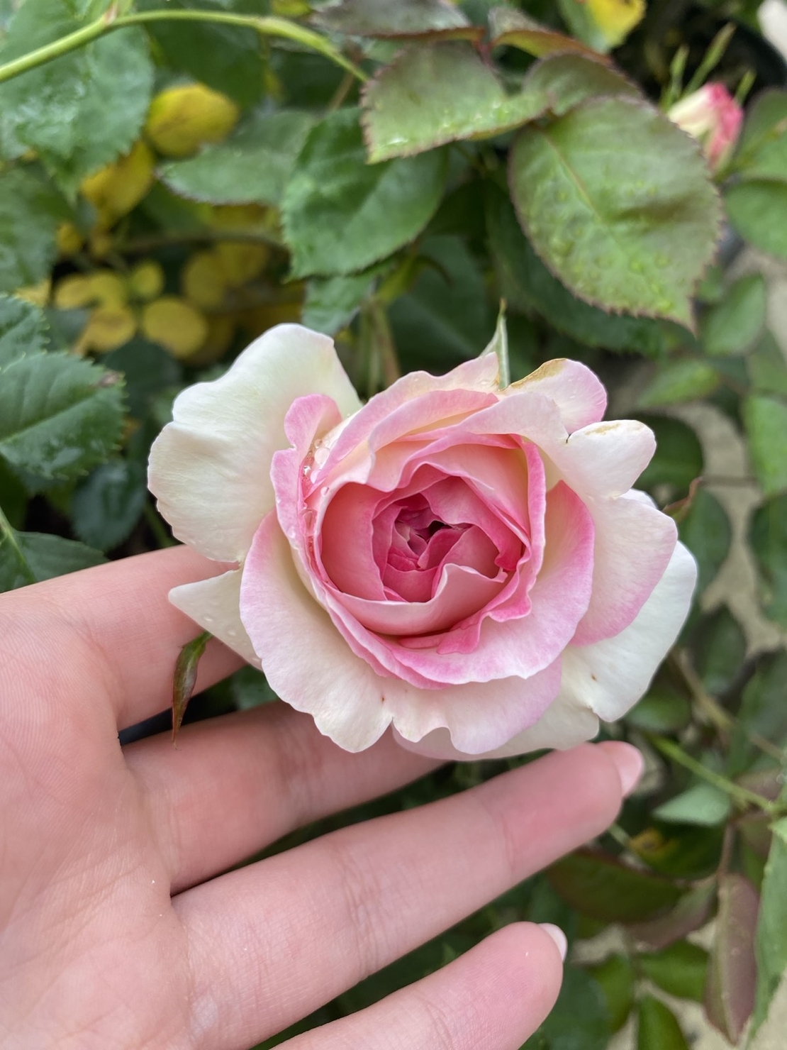 EDEN ROSE® Meiviolin/ GPT. EDEN ROSE Pierre De Ronsard ®