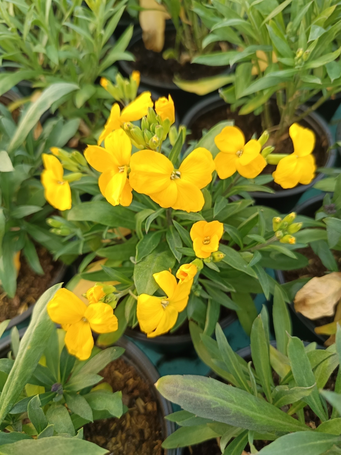 Шибой - Sugar Rush Mix