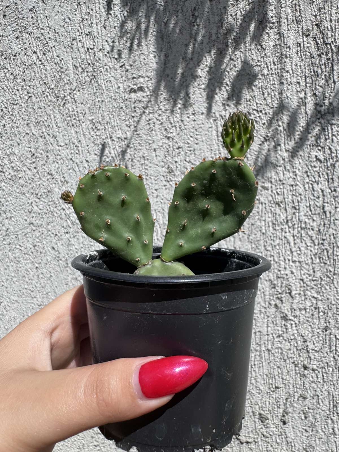 Опунция (Opuntia)