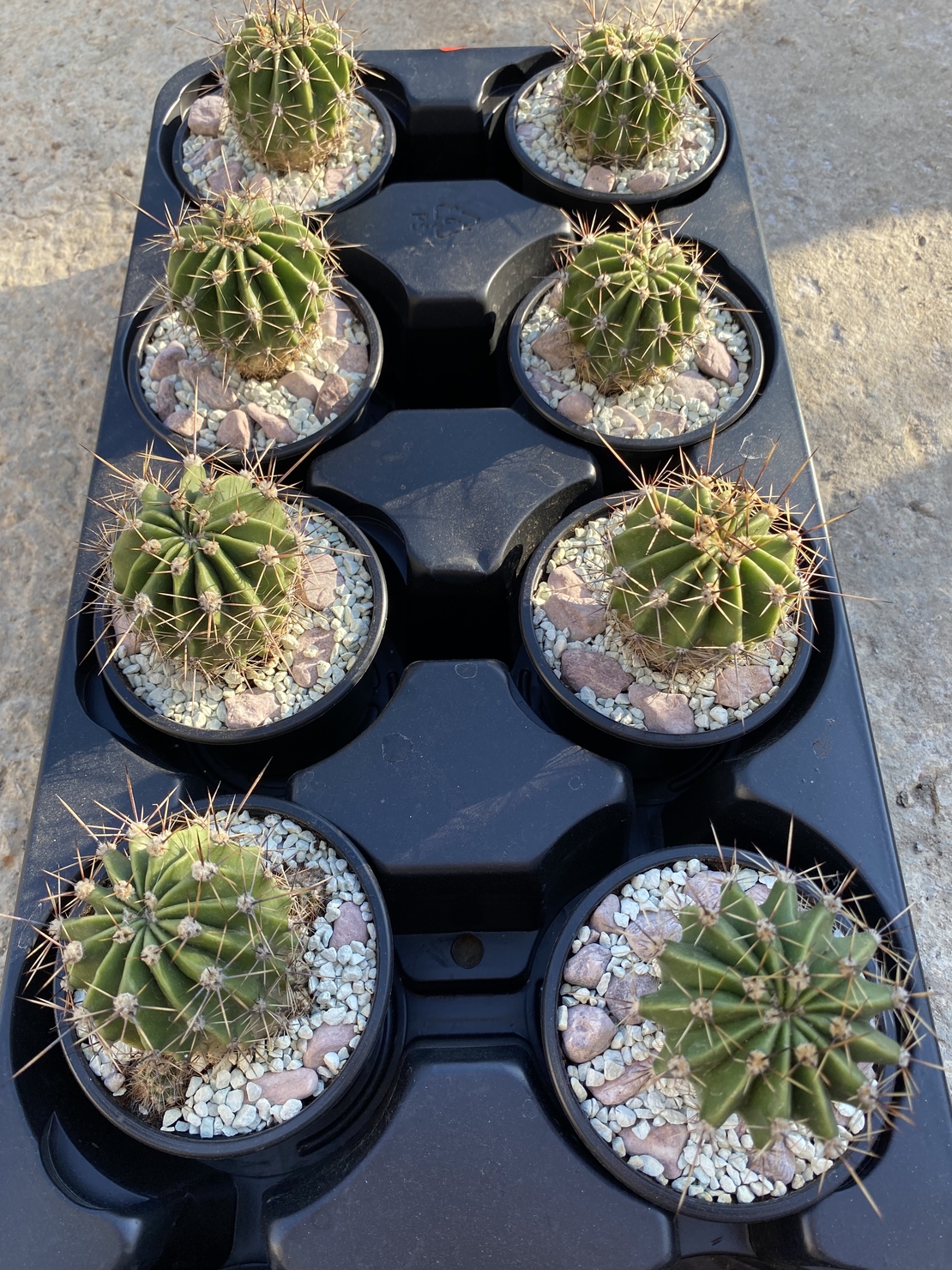 Кактус - Echinopsis oxygona