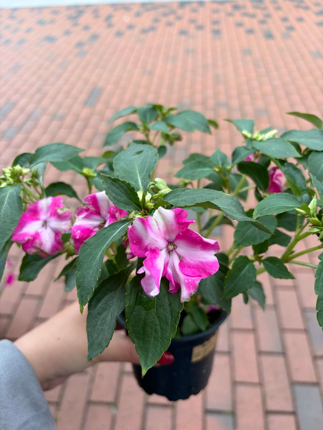 Impatiens walleriana 'Raffael Star Mix' (Циганче / Импатиенс)