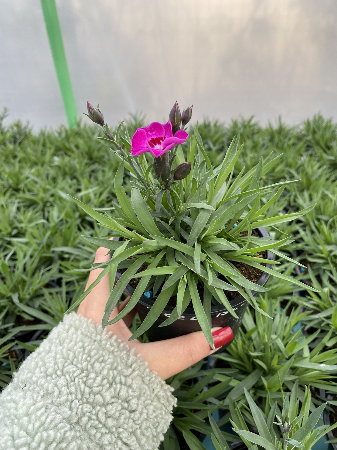 Каскаден ароматен карамфил