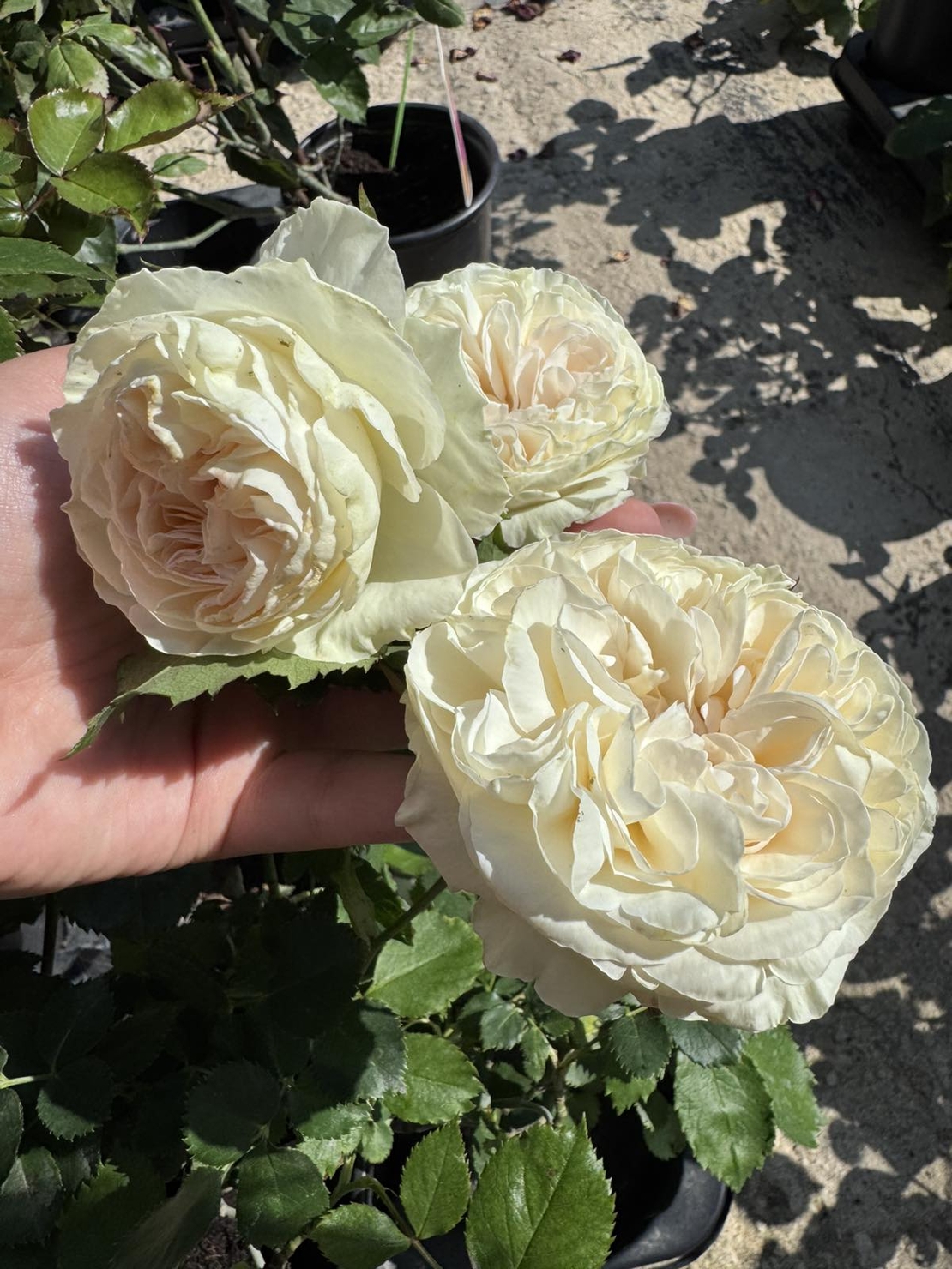 Palais Royal - White Eden Rose®