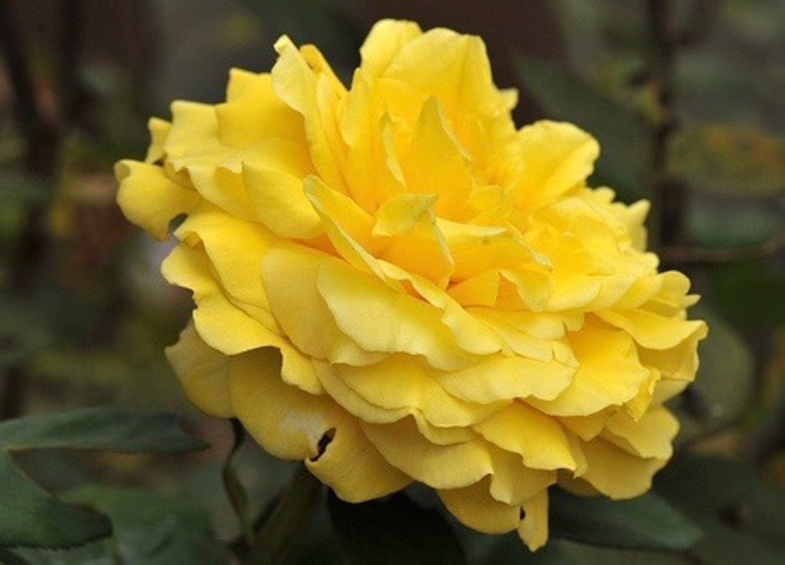 GINA LOLLOBRIGIDA® Meilivar