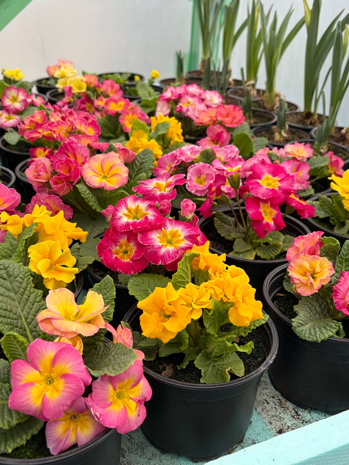 Кичеста иглика, тип розичка