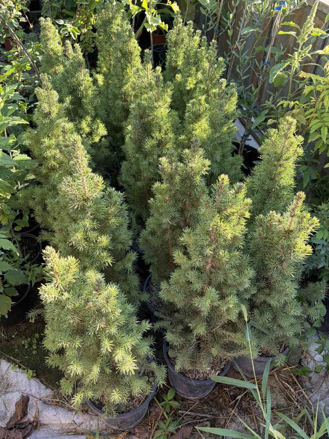 Picea glauca 'Conica' – Декоративен смърч Коника (джудже)