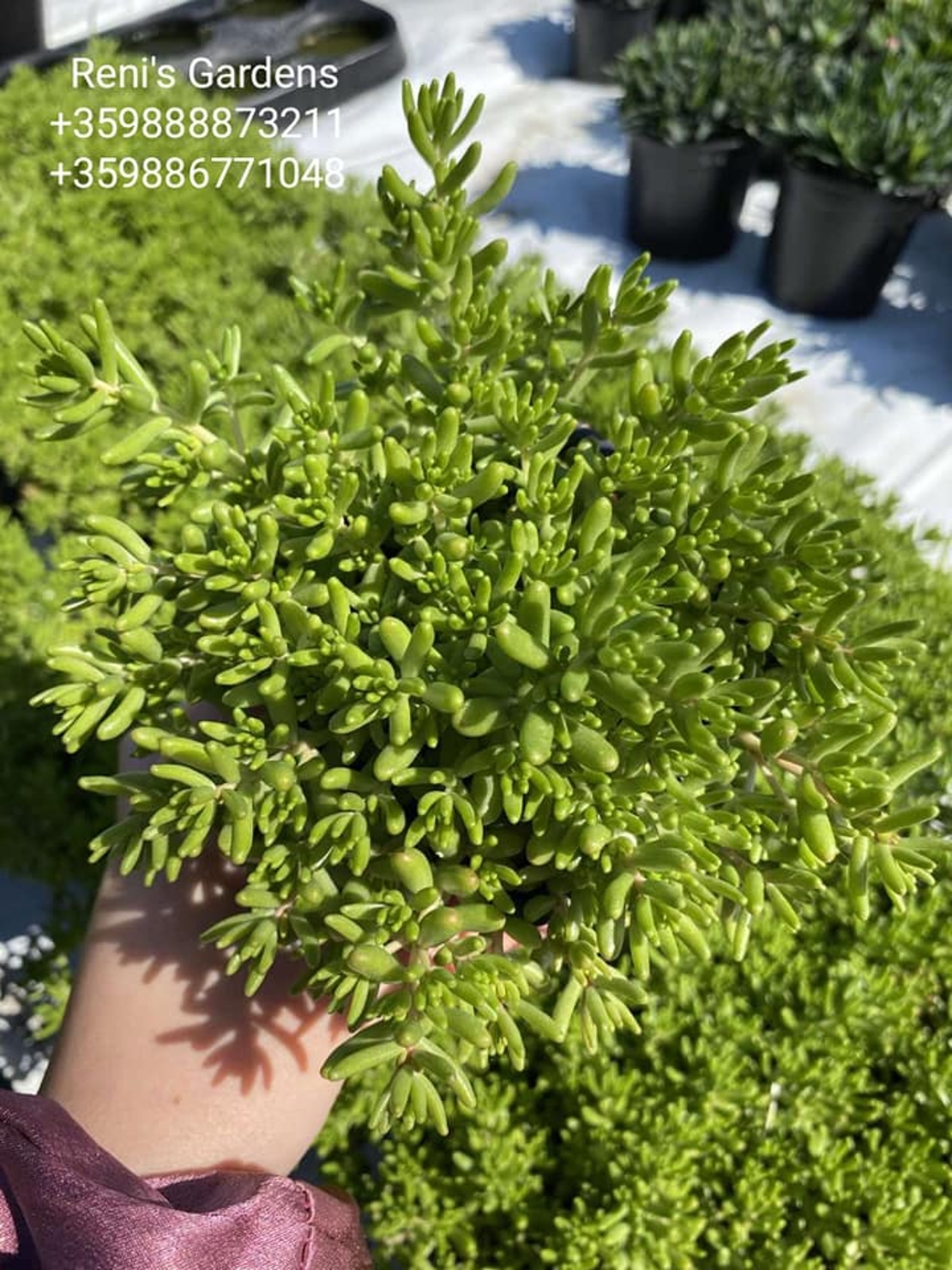 Седум коралов килим (Sedum album Coral Carpet)