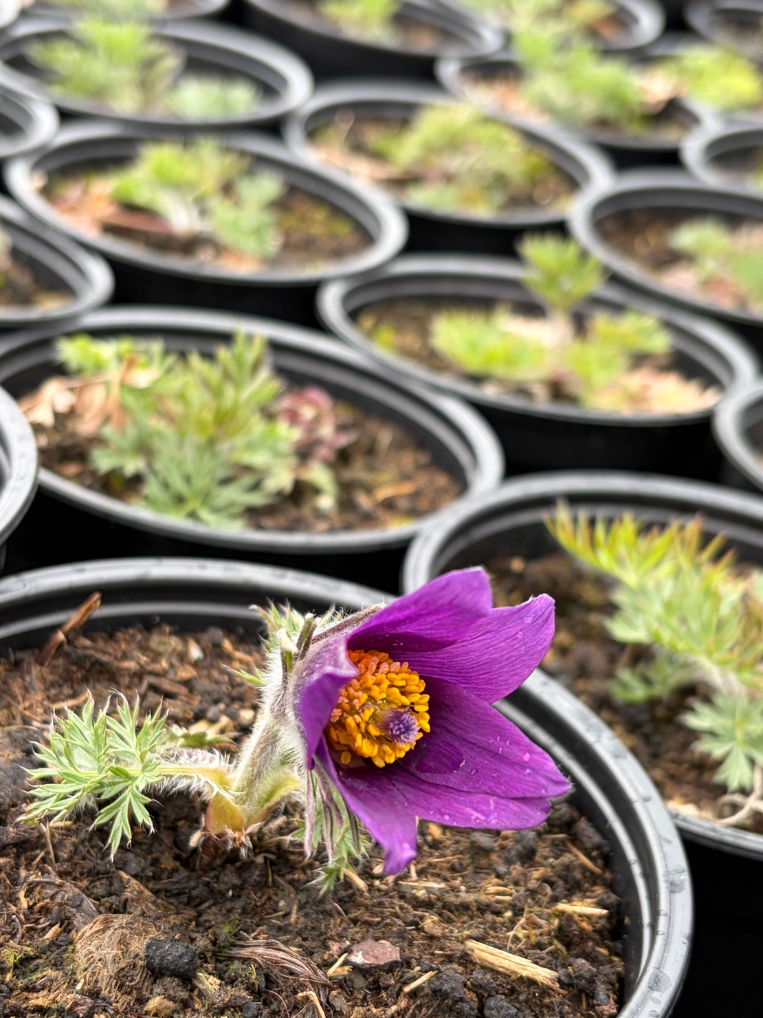 Pulsatilla vulgaris ‘Blaue Glocke’ (Съсънка)