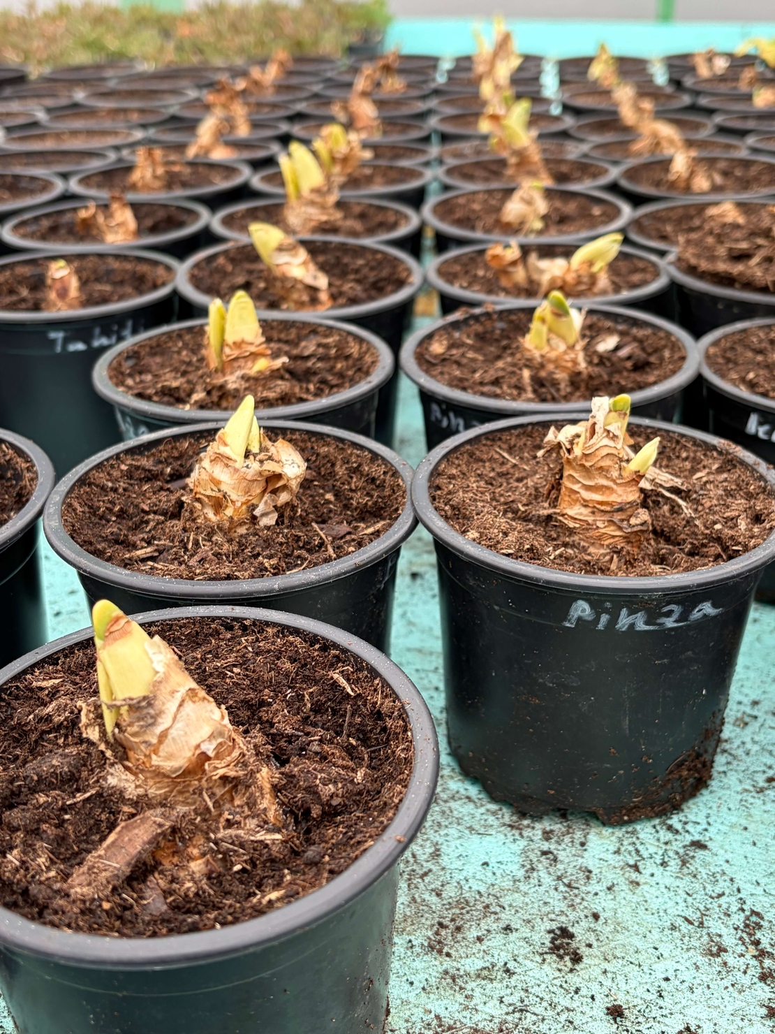 Нарцис Tahiti в саксия