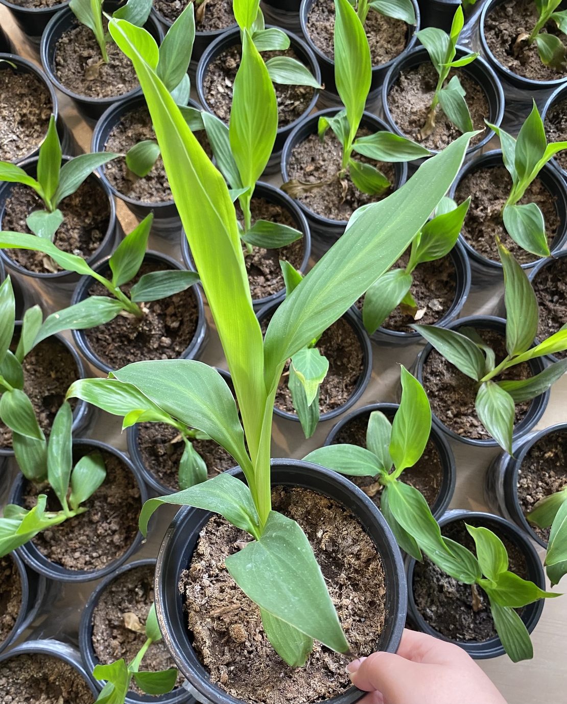Кана / Canna CANNOVA
