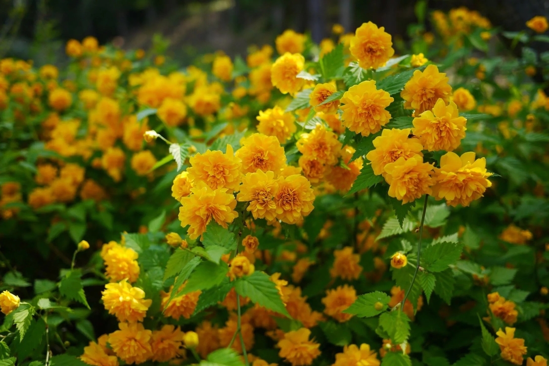 Kerria japonica ‘Pleniflora’ (Керия, Японска керия)