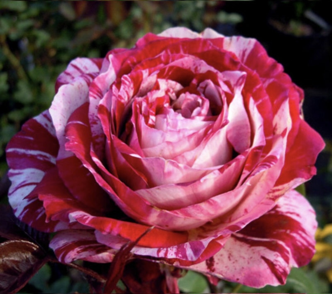 JULIO IGLESIAS® Meistemon