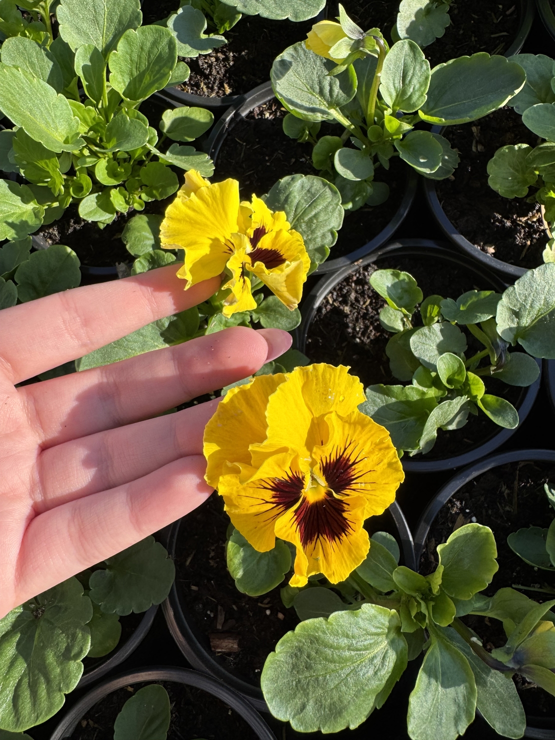 Къдрави теменужки