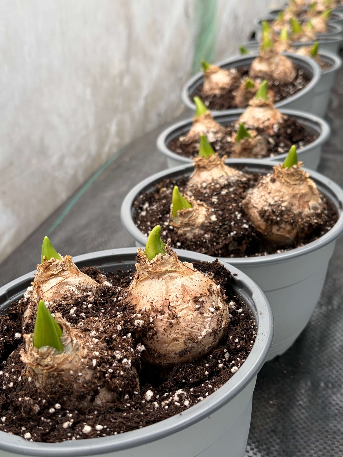 Зюмбюл Blue Jacket в саксия - троен