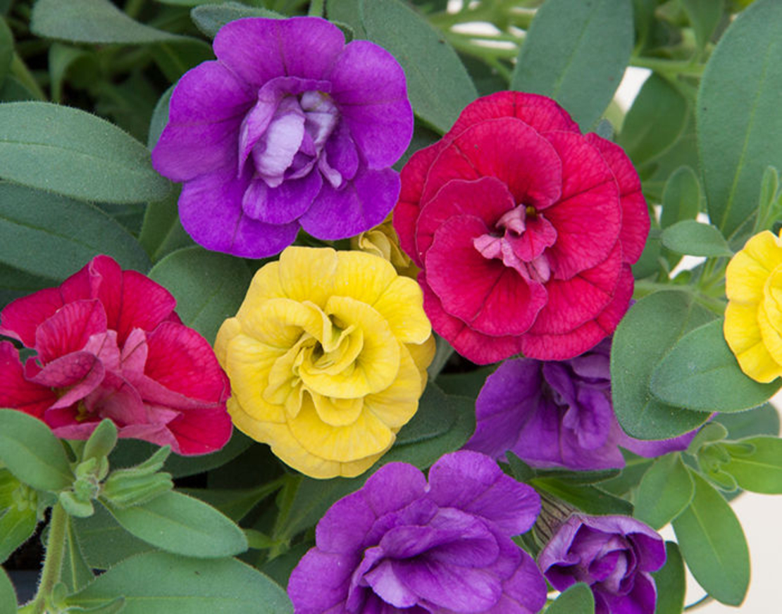 Калибрахое - тройка (Hot Petticoat)