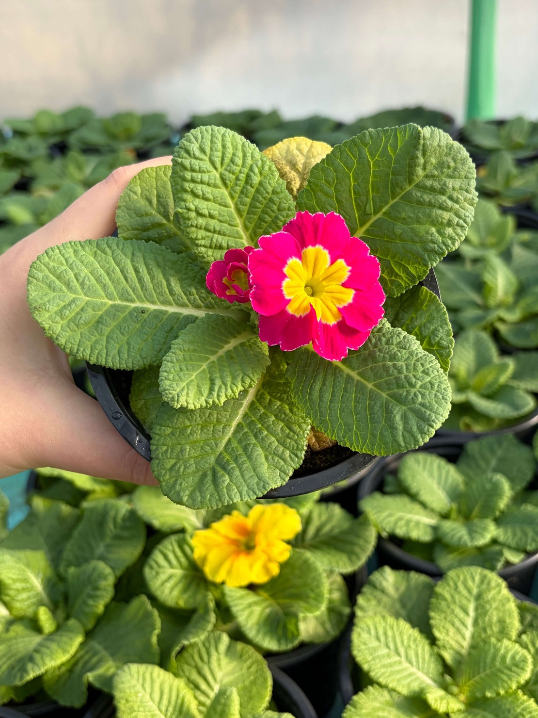 Едроцветна иглика - XL Mid Early Mix