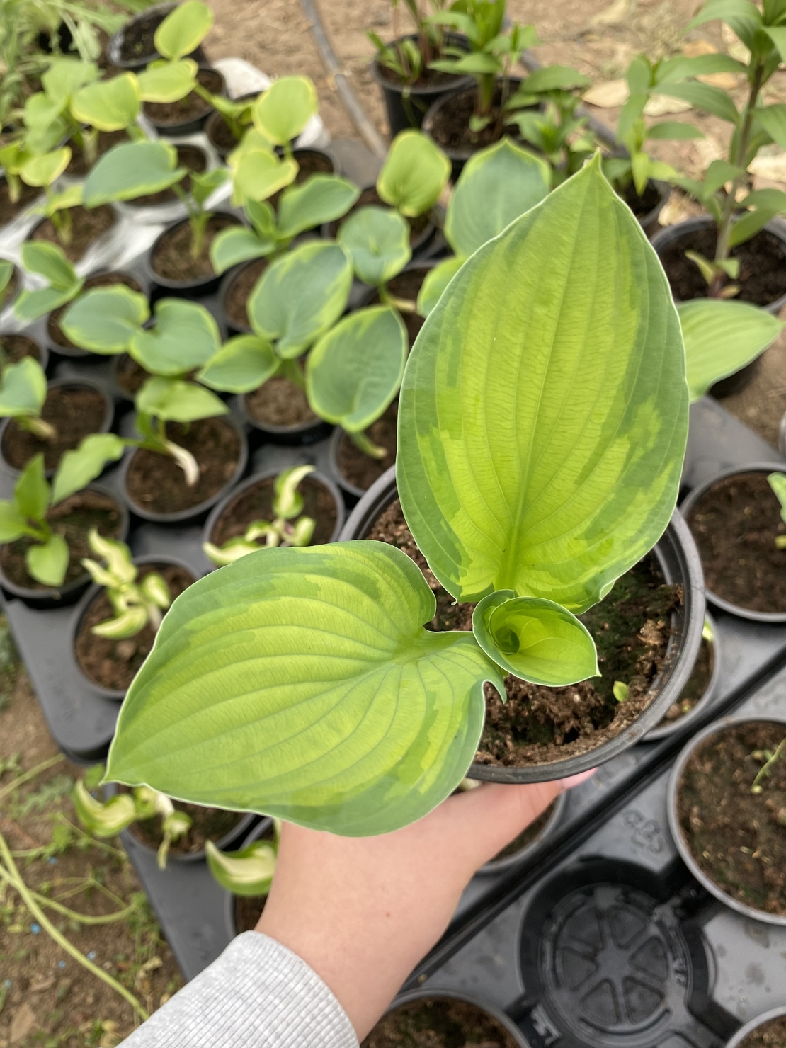 Хоста /Hosta/ - Hosta Remember Me