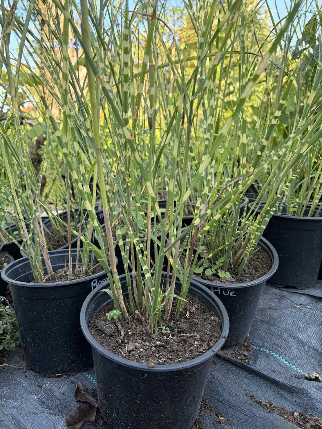Мискантус Зебрина (Miscanthus sinensis 'Zebrinus') Китайски камъш | Царска тръстика