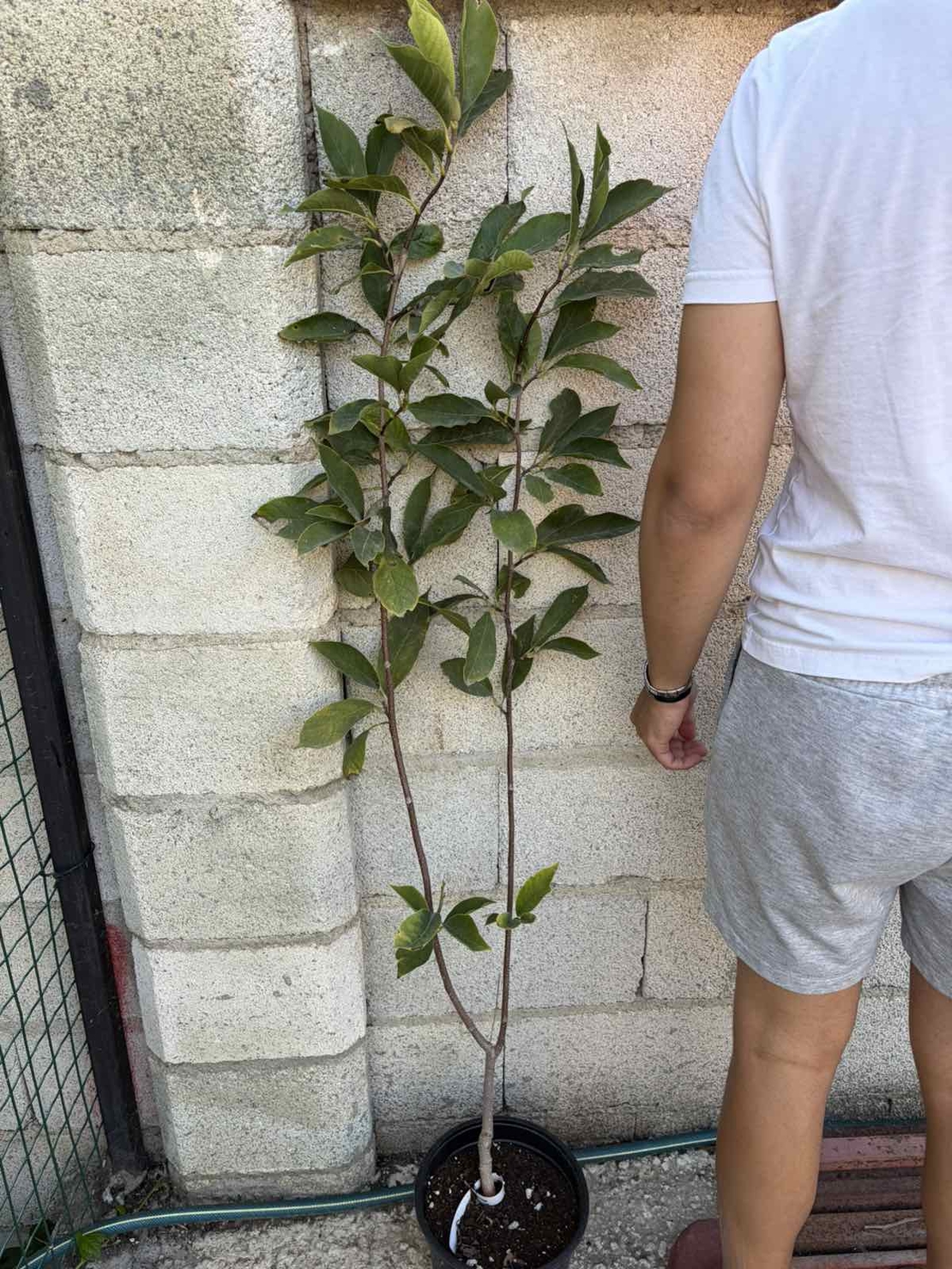 Магнолия Alba Superba (Magnolia Alba Superba)