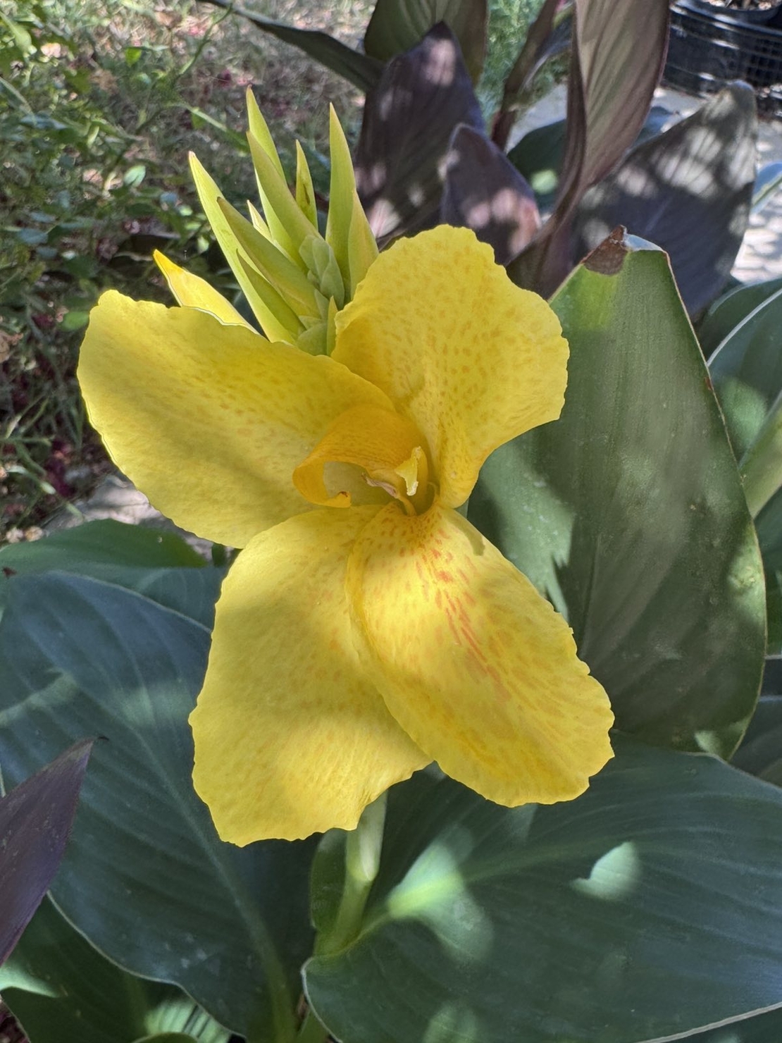 Кана / Canna CANNOVA