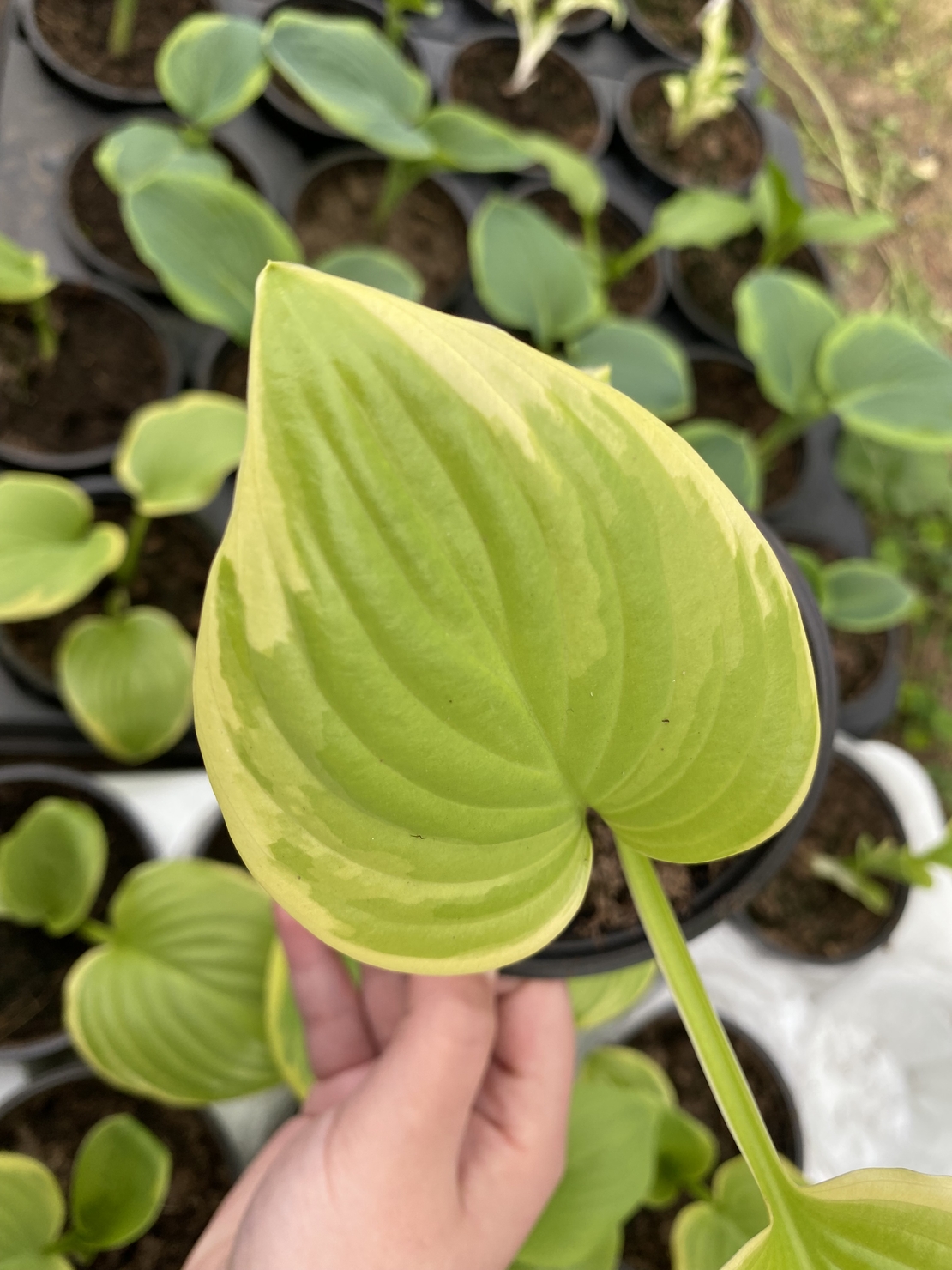 Хоста /Hosta/ - Hosta Albomarginata