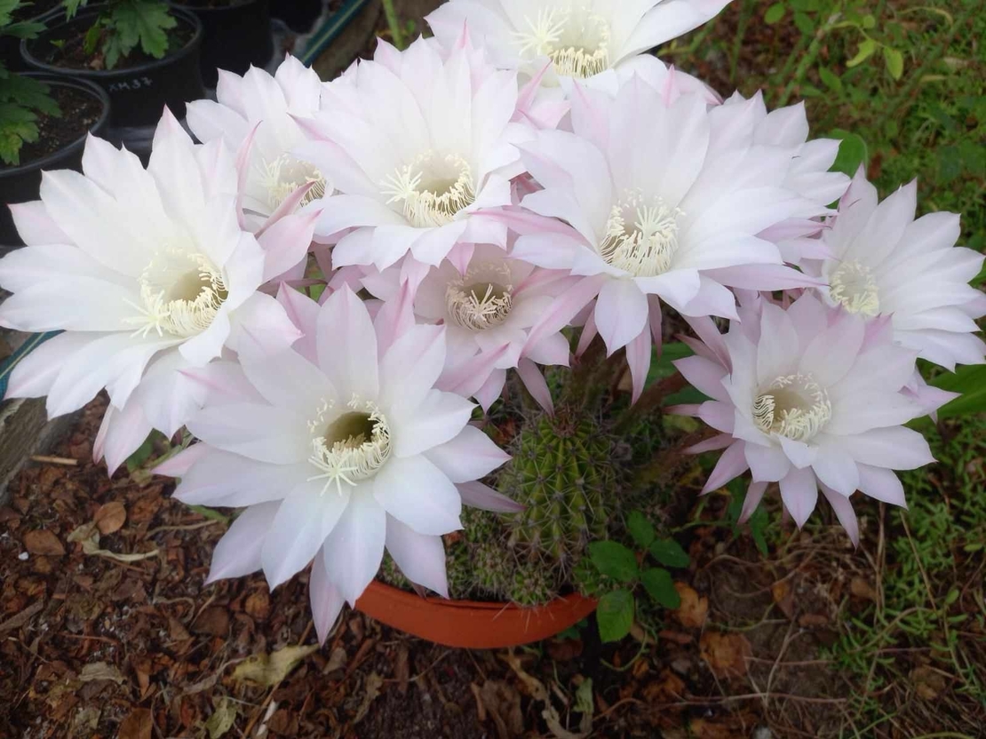 Кактус - Echinopsis oxygona
