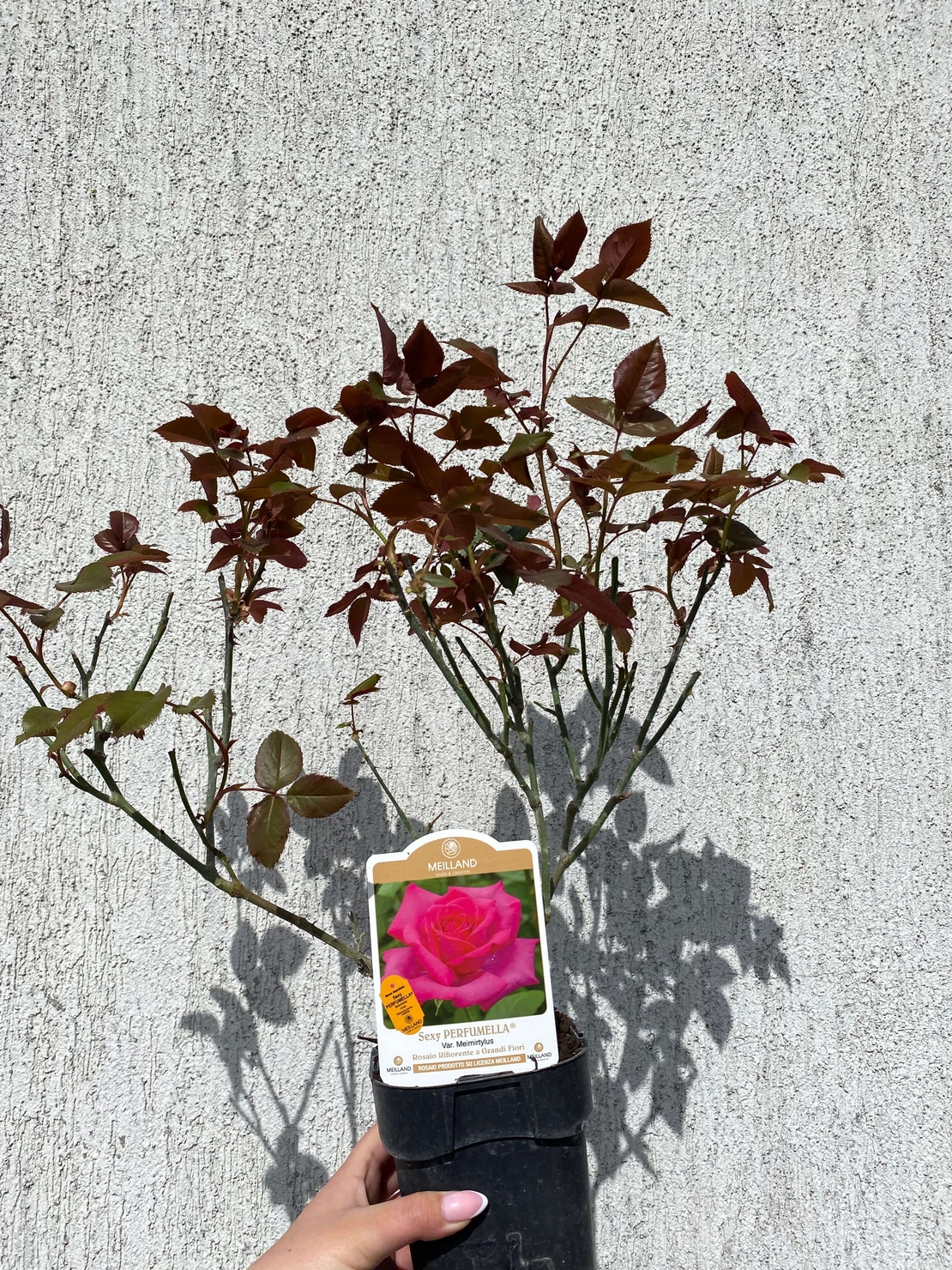 VELASQUEZ® / Sexy PERFUMELLA® Meimirtylus