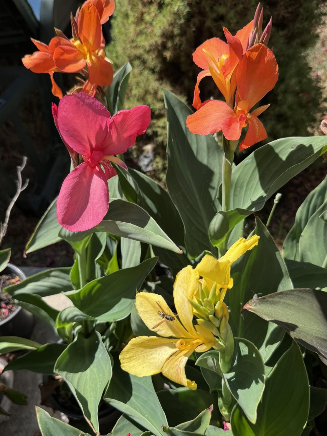 Кана / Canna CANNOVA