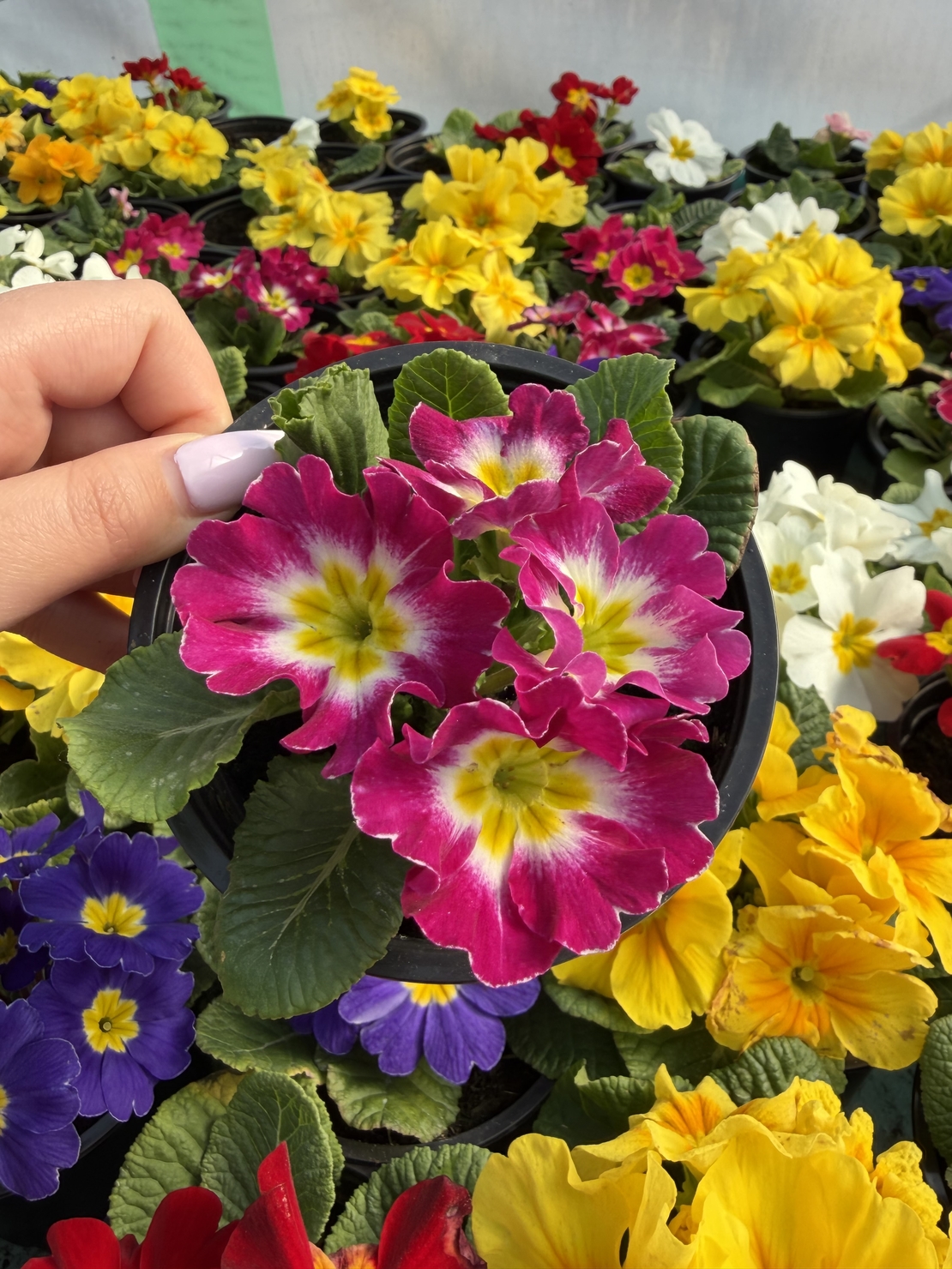 Едроцветна иглика - XL Mid Early Mix