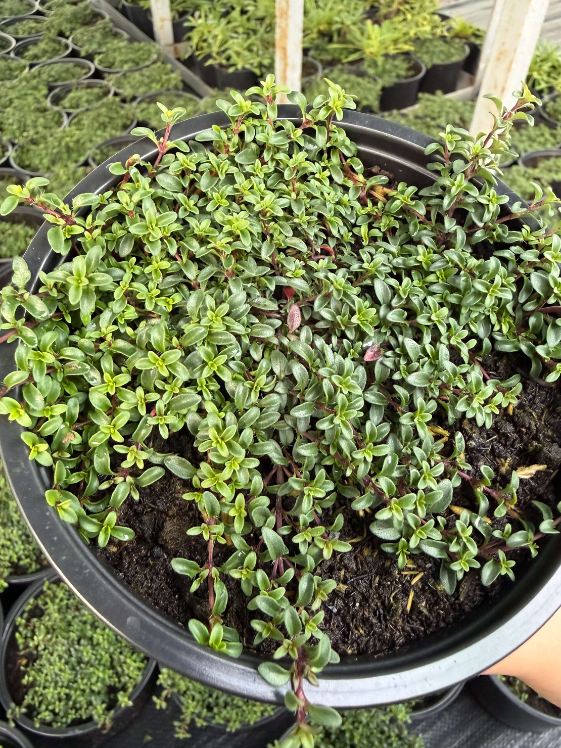 Пълзяща мащерка