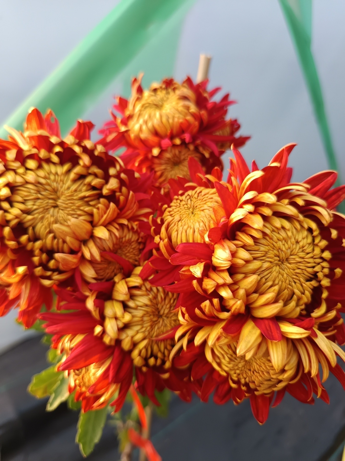 Едроцветни хризантеми