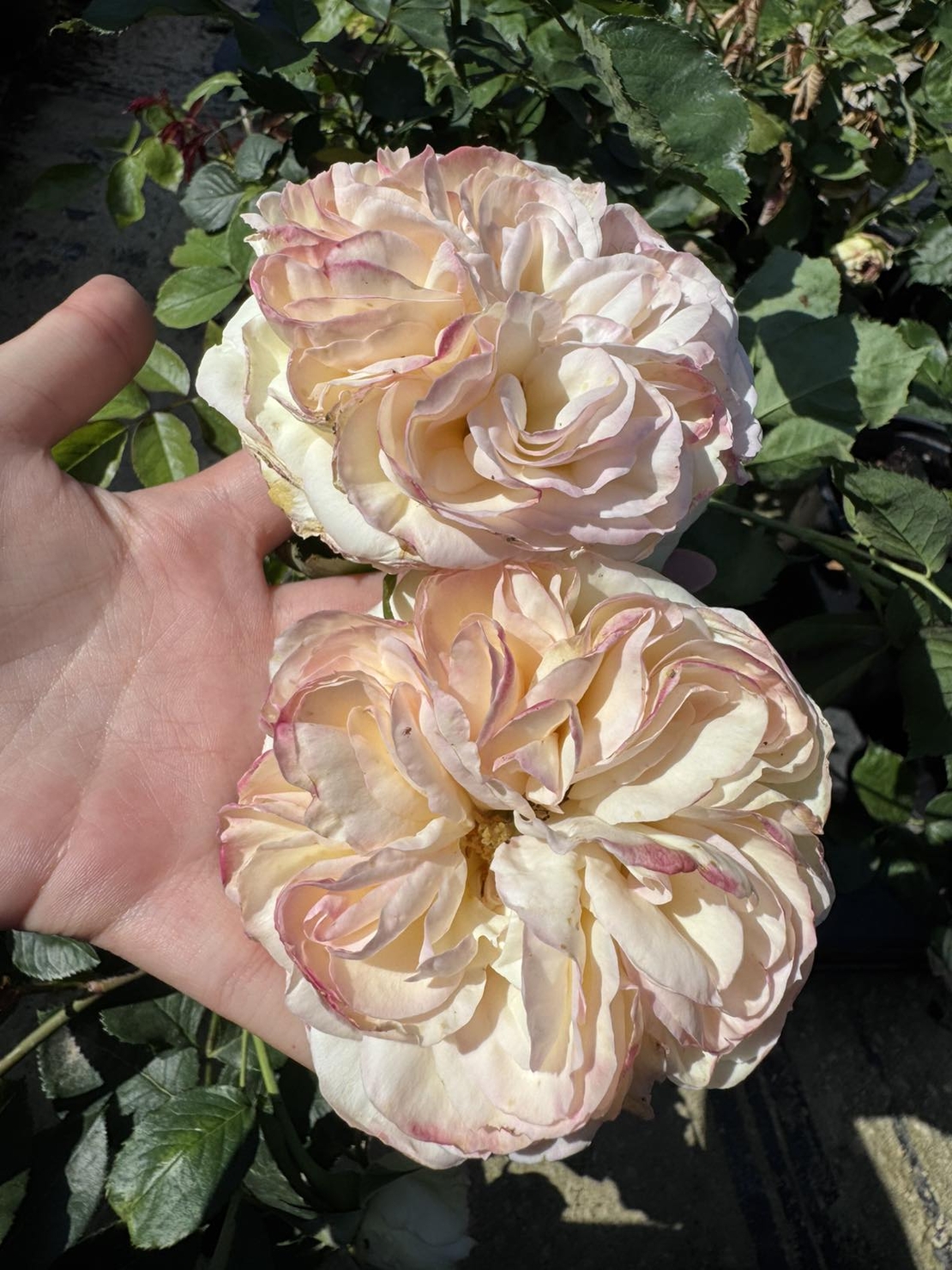 Palais Royal - White Eden Rose®