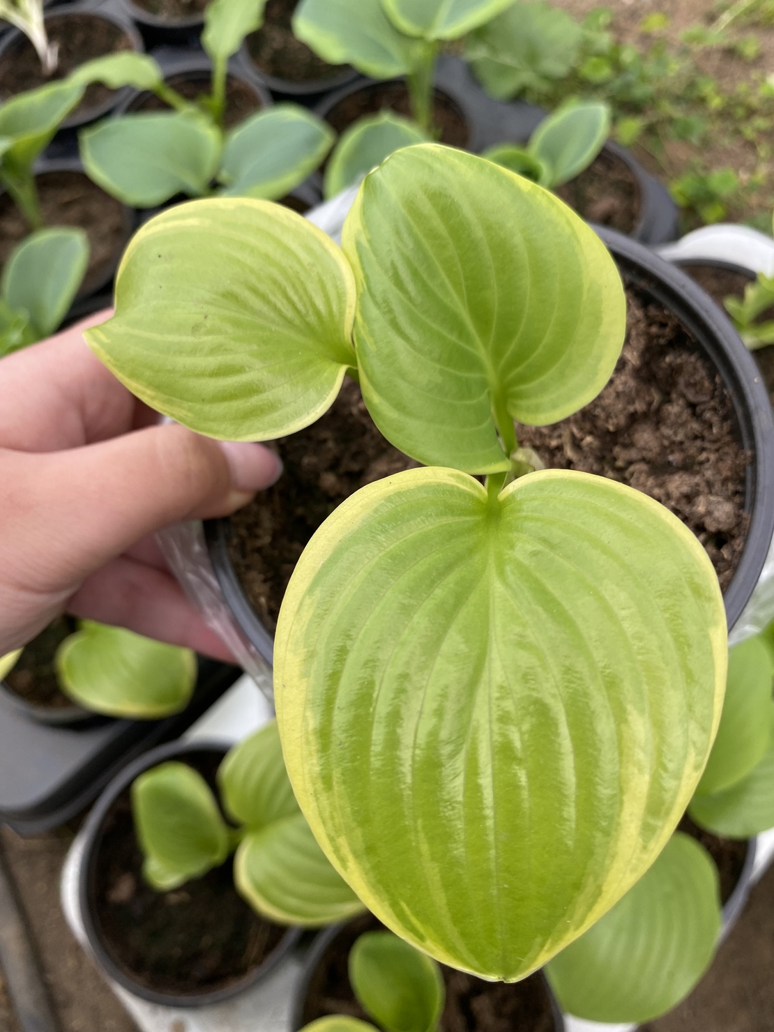 Хоста /Hosta/ - Hosta Albomarginata