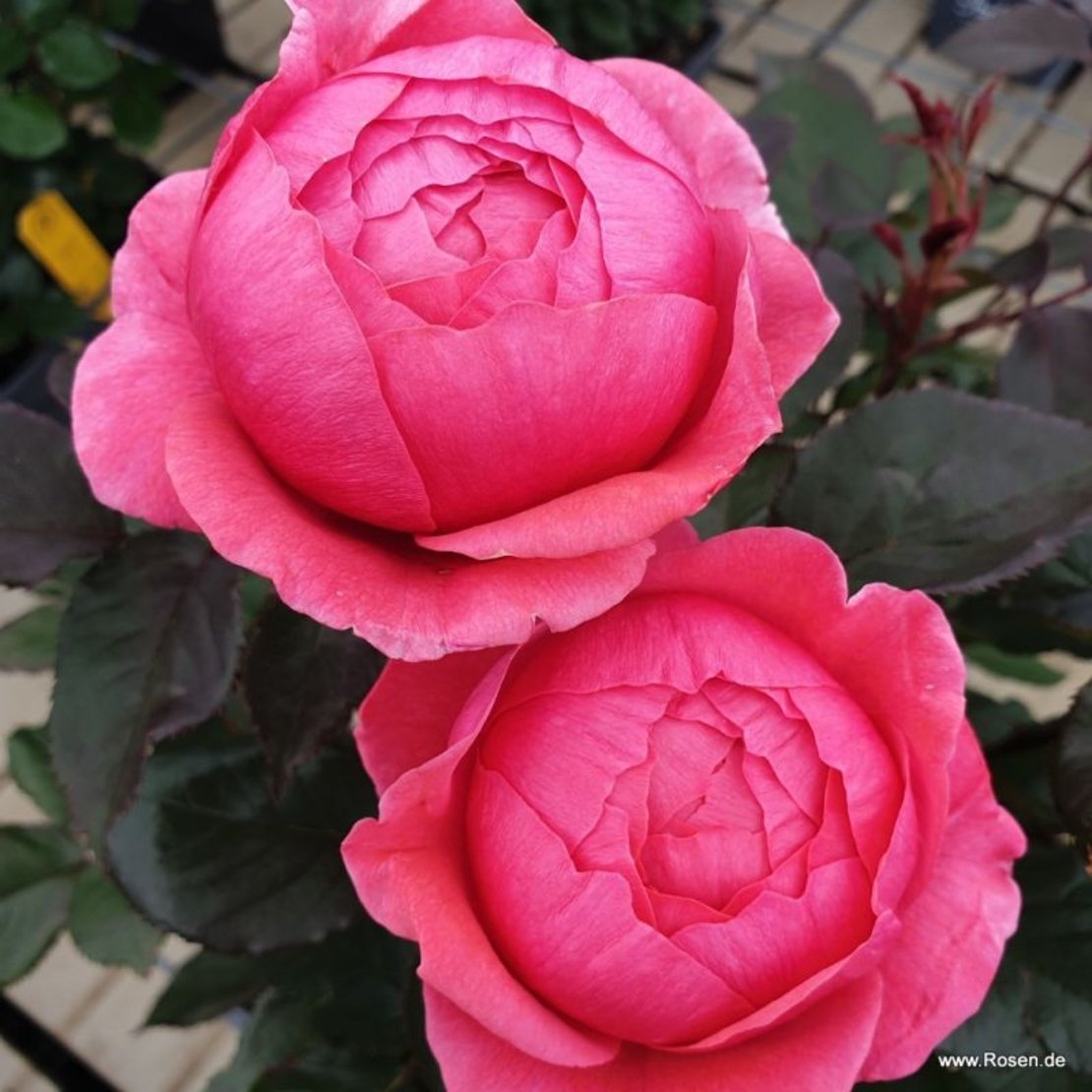 Gartenprinzessin Marie-José® - предварителна поръчка