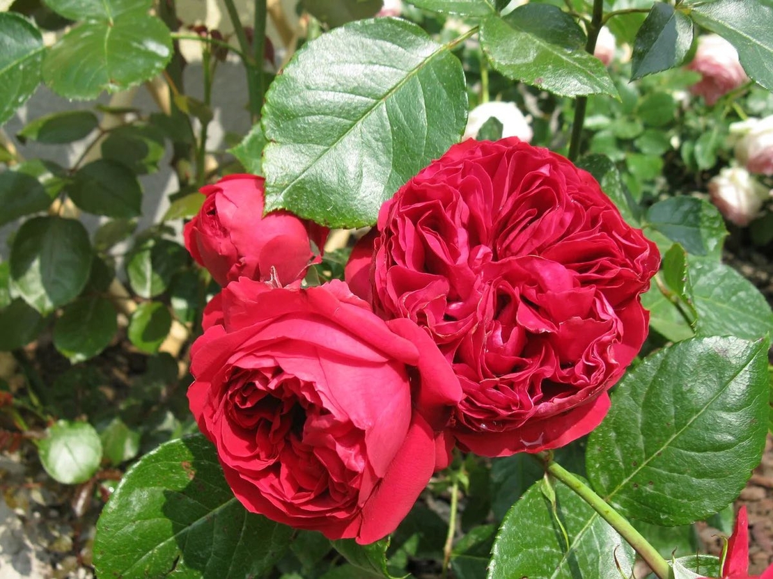 Gpt Red Eden Rose® (Eric Tabarly®)