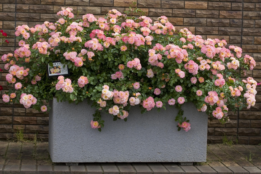 Peach DRIFT® Meiggili
