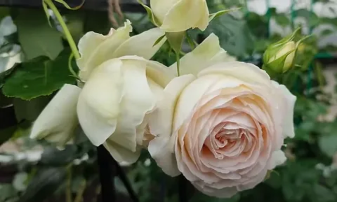 Palais Royal - White Eden Rose®