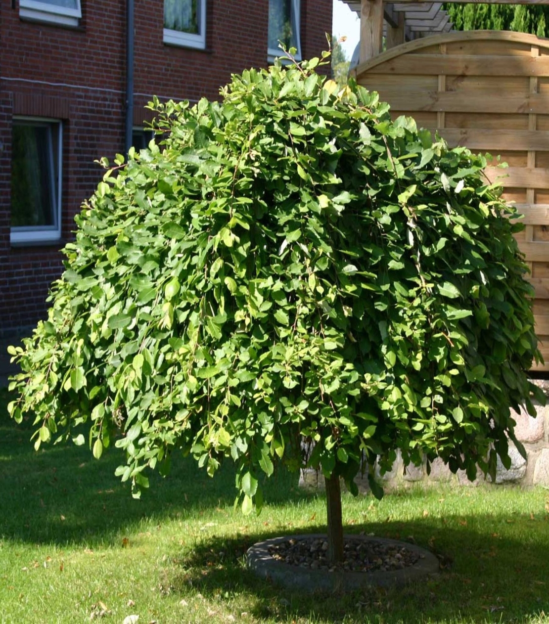 Плачеща върба – Salix caprea 'Kilmarnock'