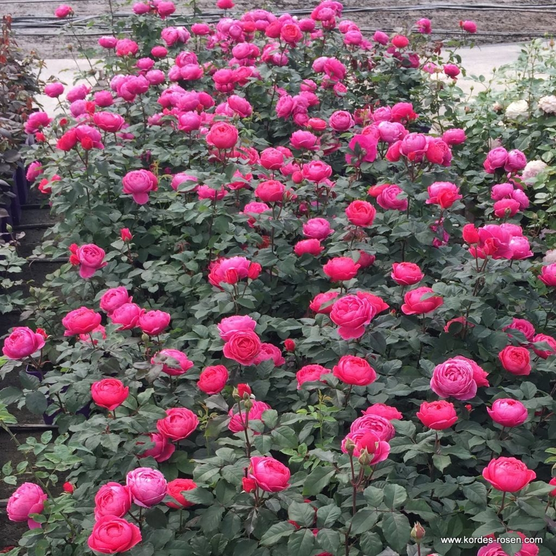 Gartenprinzessin Marie-José® - предварителна поръчка