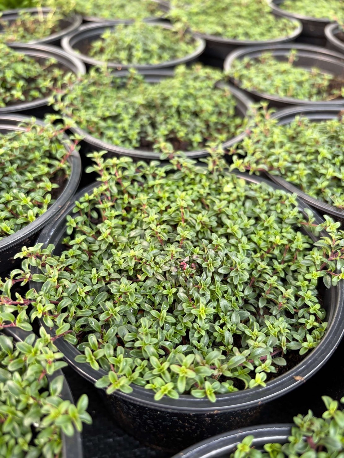 Пълзяща мащерка