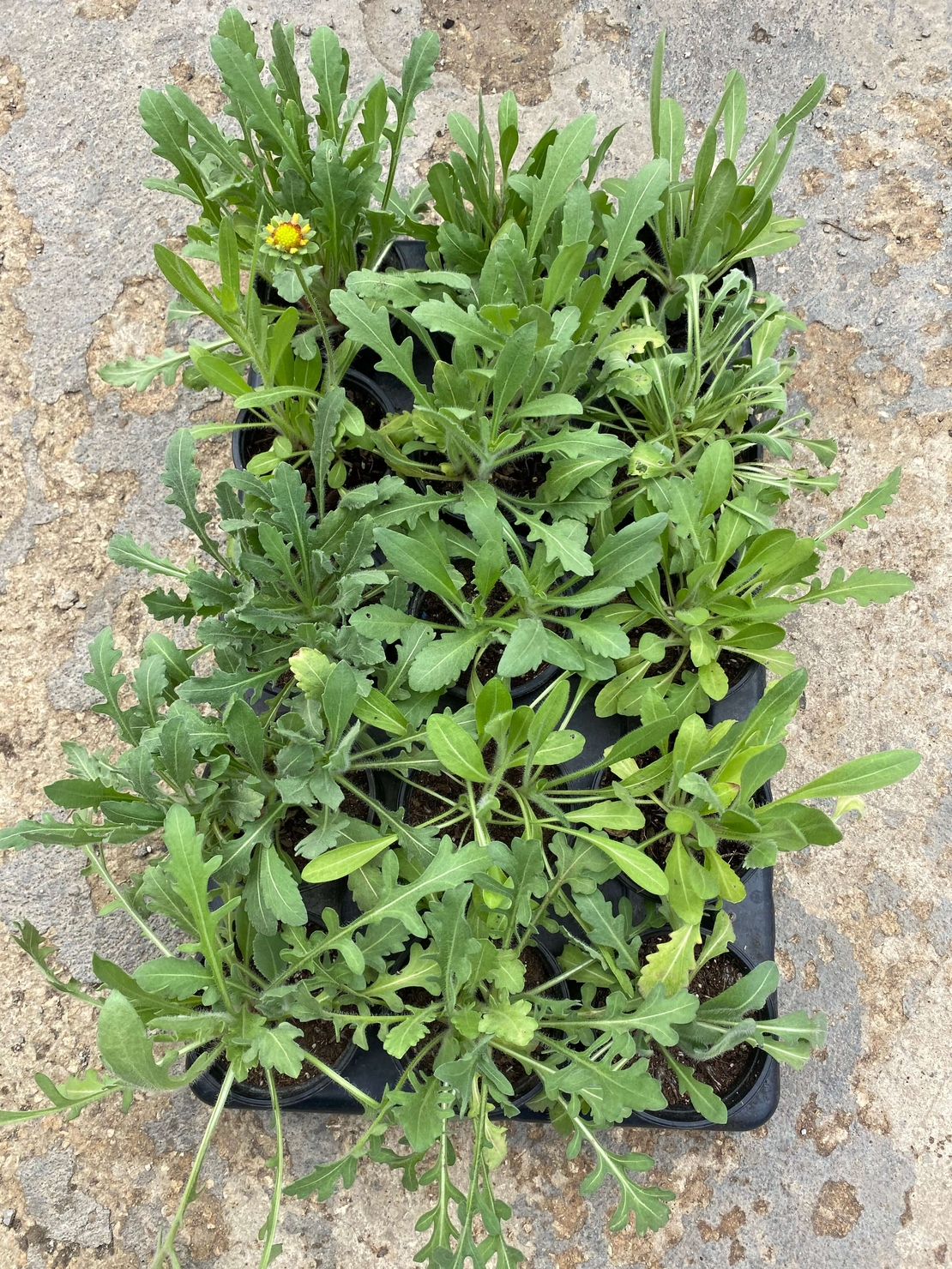 Гайлардия /Gaillardia/