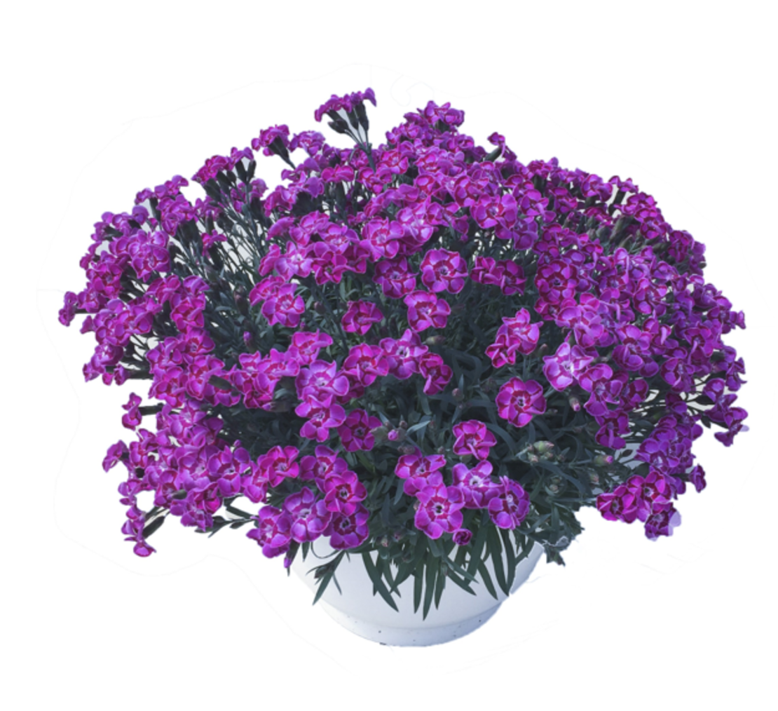 Каскаден ароматен карамфил