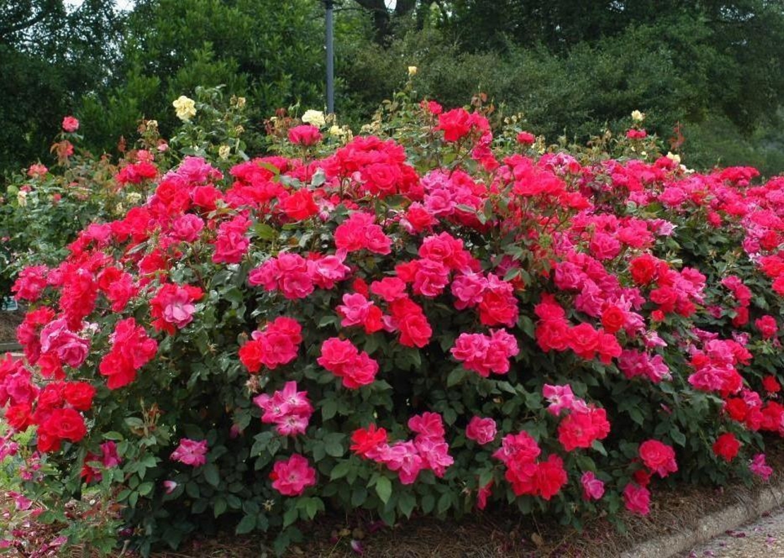 Rosa 'Radtko' DOUBLE KNOCK OUT®