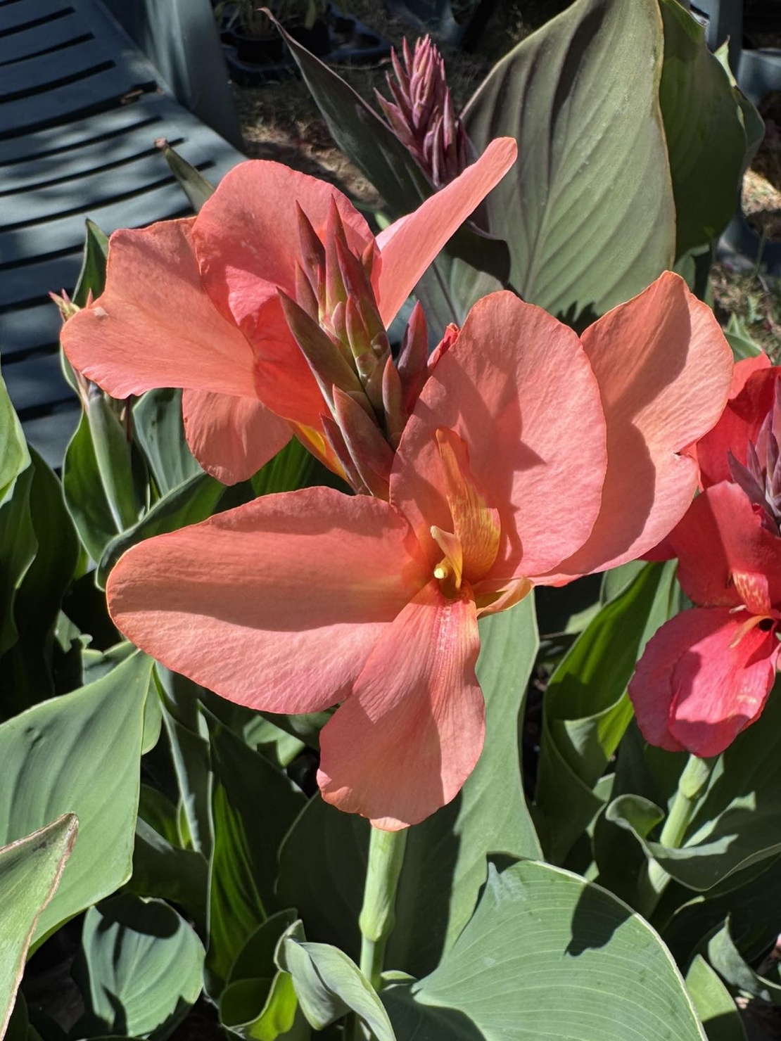 Кана / Canna CANNOVA