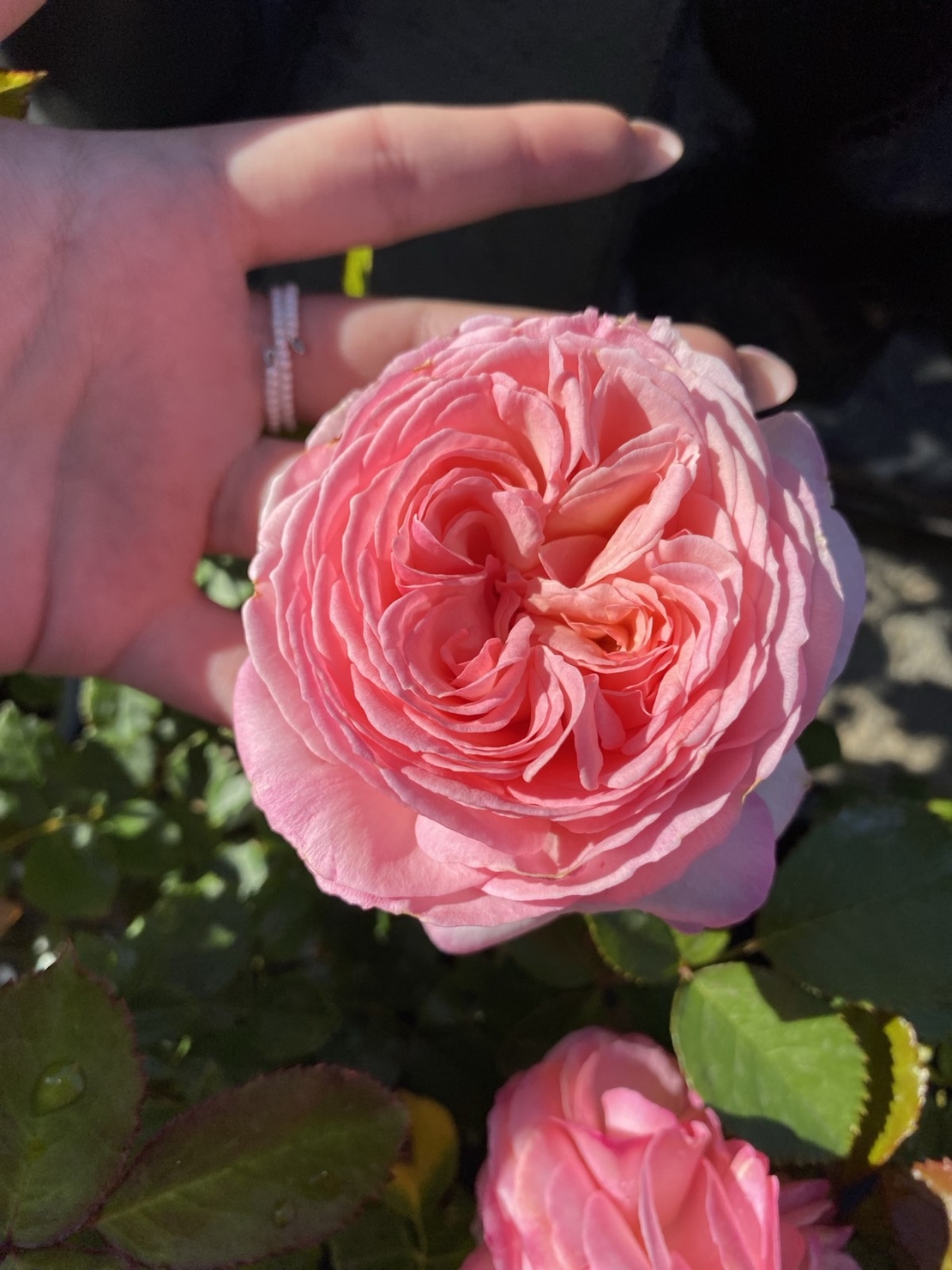 EDEN ROSE® Meiviolin/ GPT. EDEN ROSE Pierre De Ronsard ®