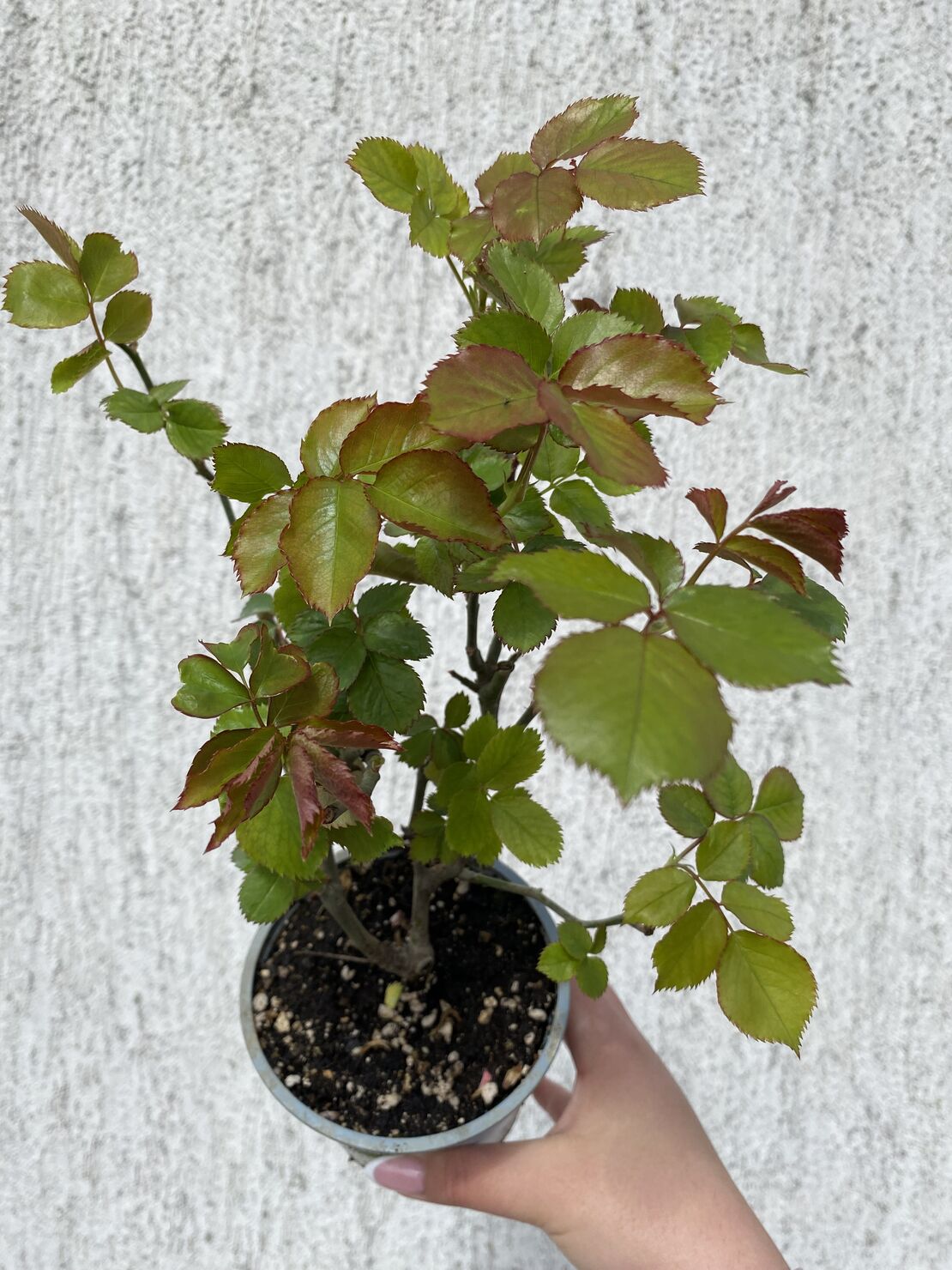EDEN ROSE® Meiviolin/ GPT. EDEN ROSE Pierre De Ronsard ®